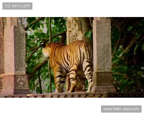 女王公园巡游者俱乐部：探索自然与历史的完美融合之旅